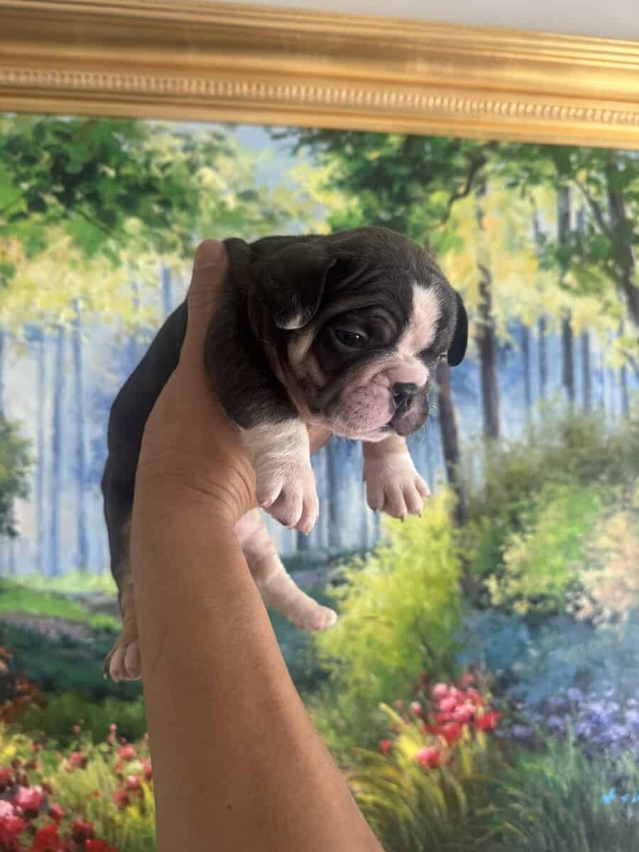 French Bulldog Puppies image 16
