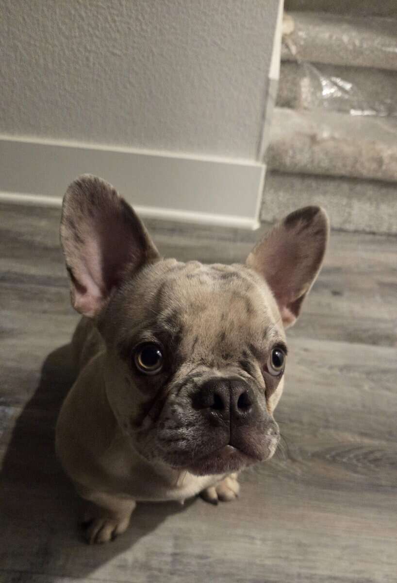 Male Pup French Bulldog image 3