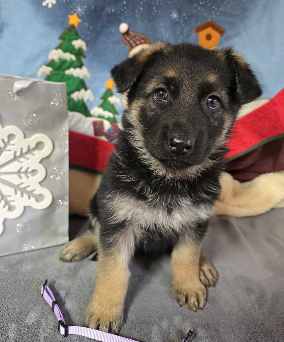 AKC Long-haired German Shepherd Puppies image 2