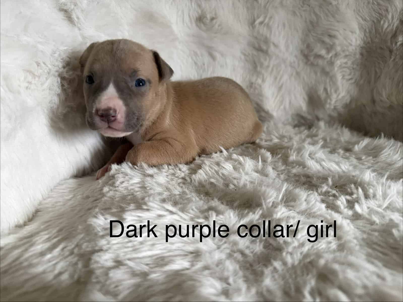 Bandog Puppies image 5