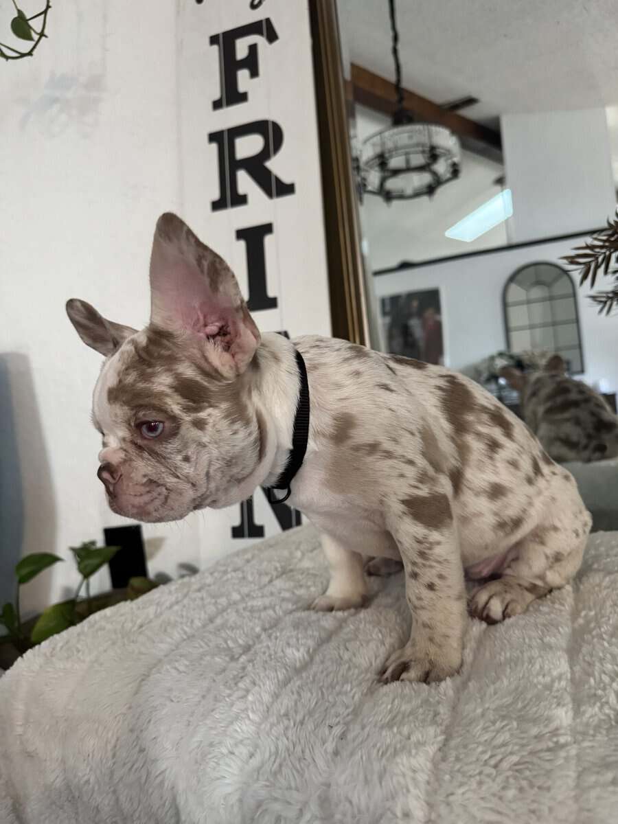 12-Week-Old Frenchie Puppies Ready Today! image 9
