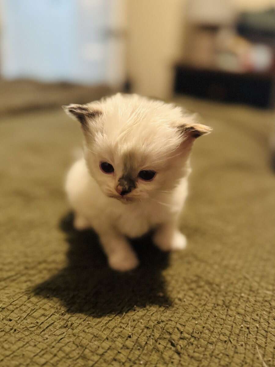 Furever Love image 2