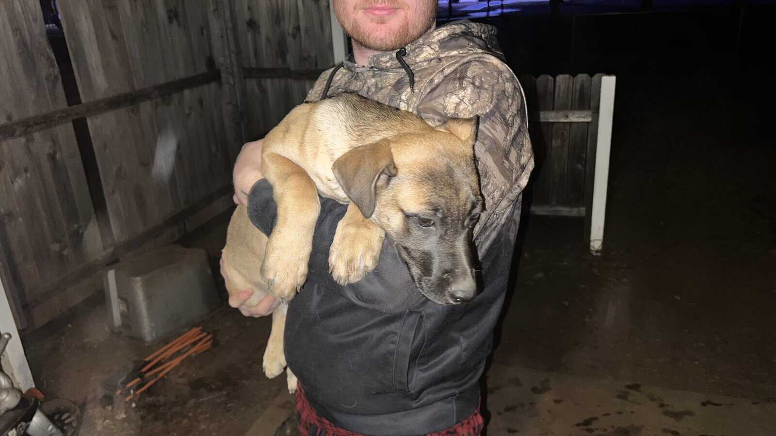 Puppies for sale! image 6