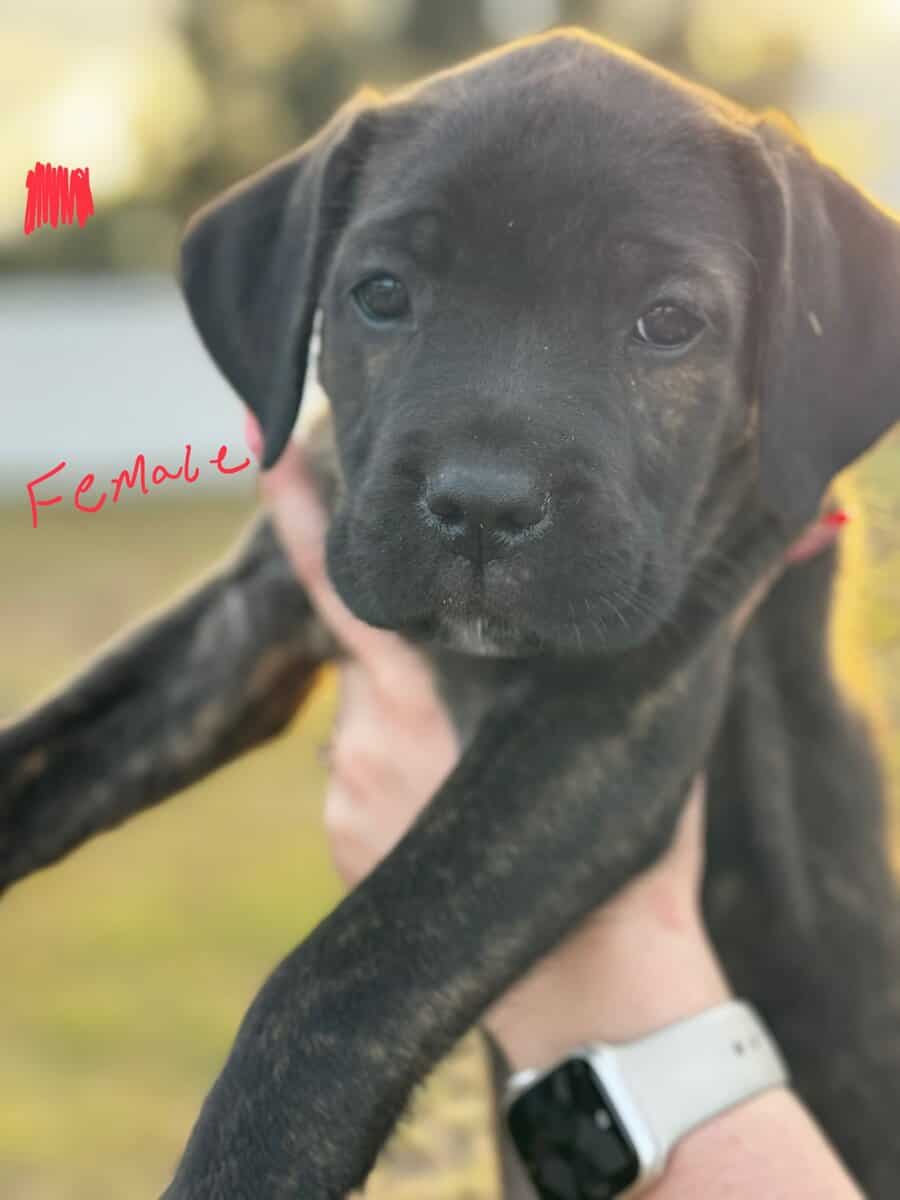 Cane Corso puppies image 9