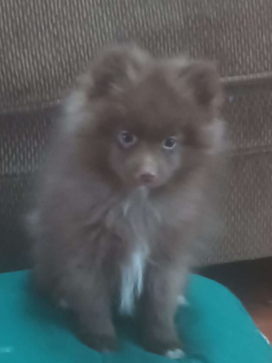 Brownie Pomeranian Puppy image 2