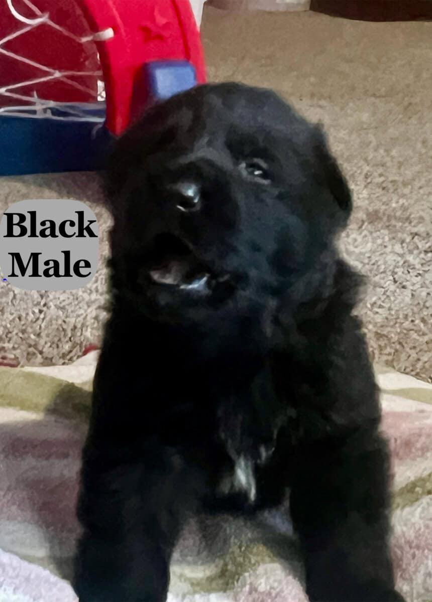 Black and Sable German Shepherd Puppies image 1