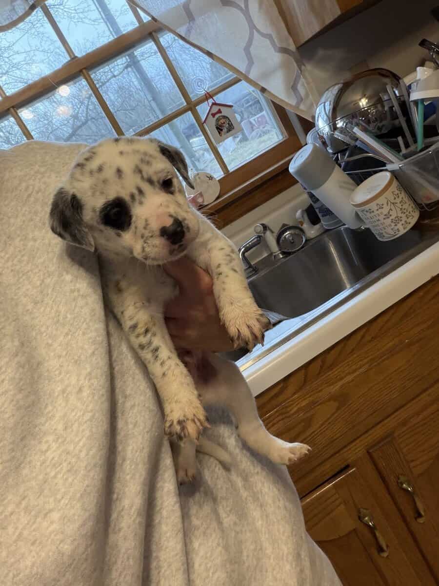 Puppies image 3