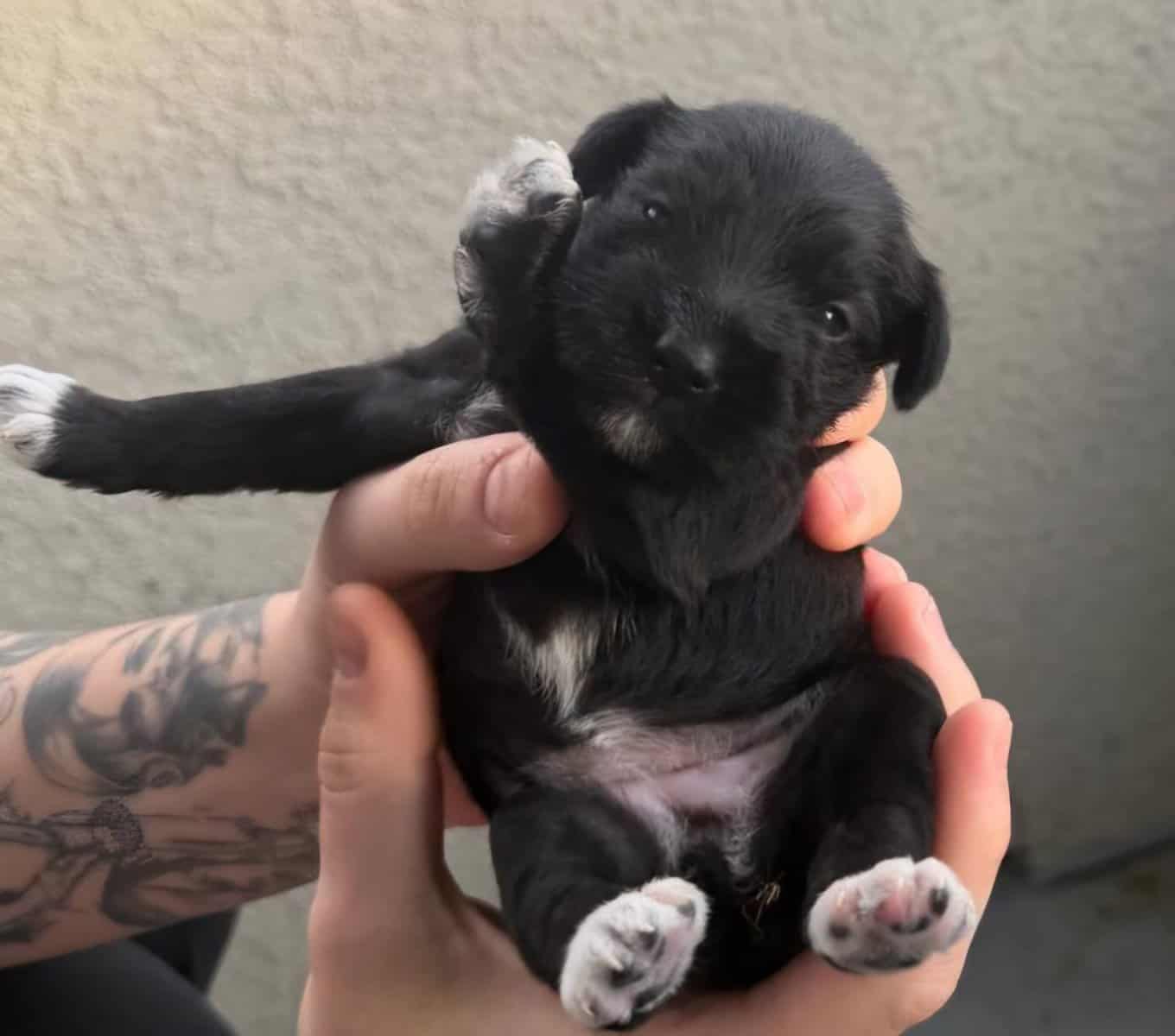 Miniature Schnauzer puppies image 1