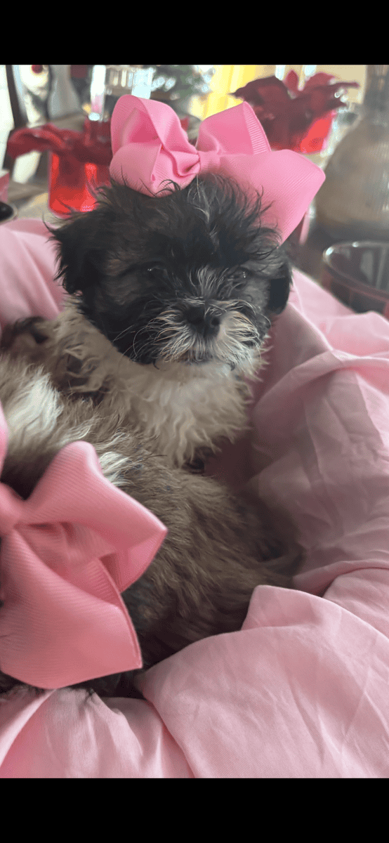 Beautiful Female Maltese x Shih Tzu image 8