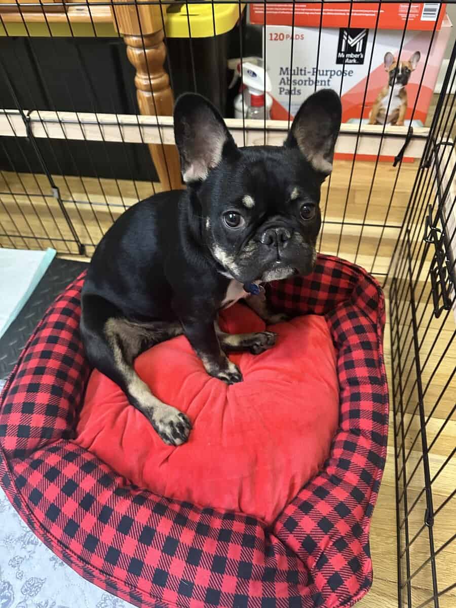 Female Frenchie image 3