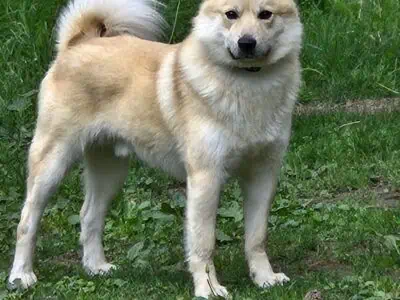 Norwegian Buhund Puppies Born New Years Eve