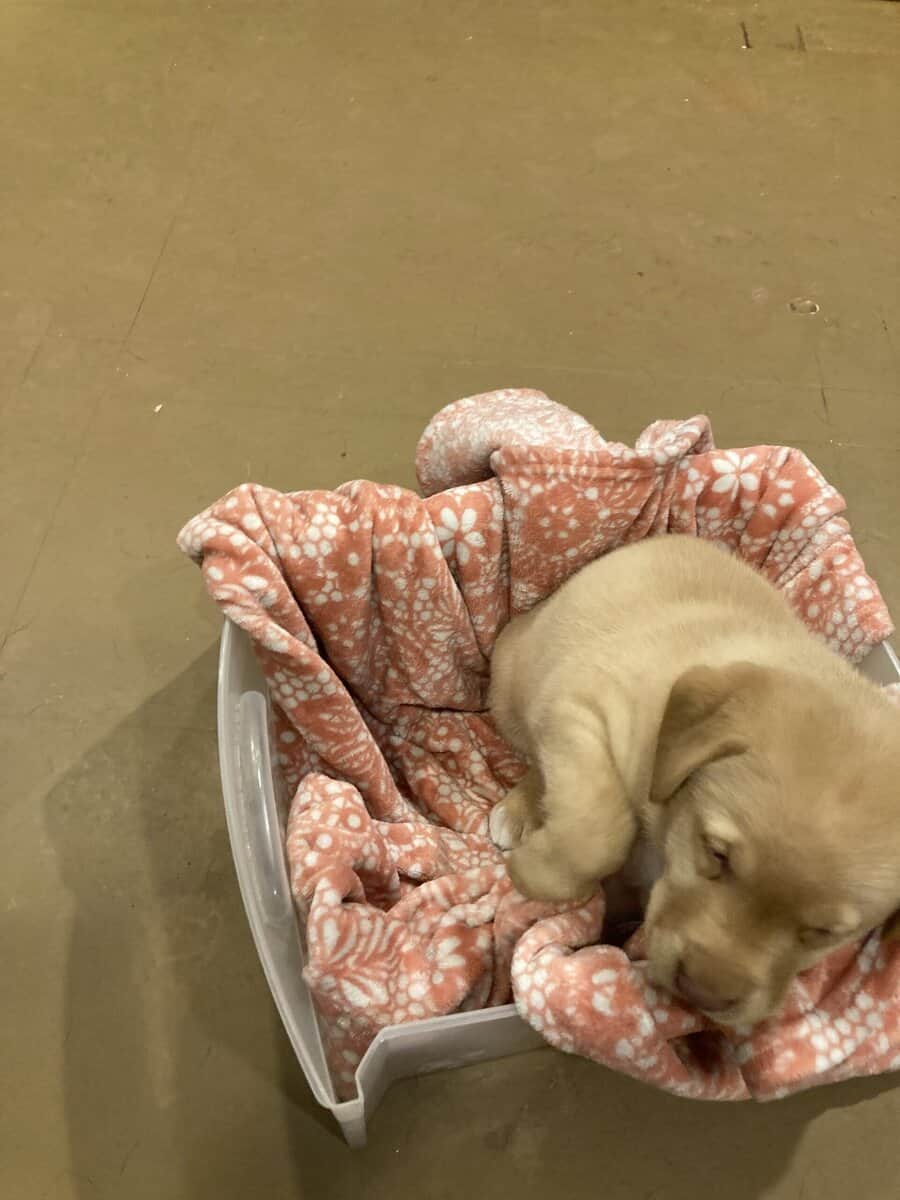 Lab mix puppies image 9