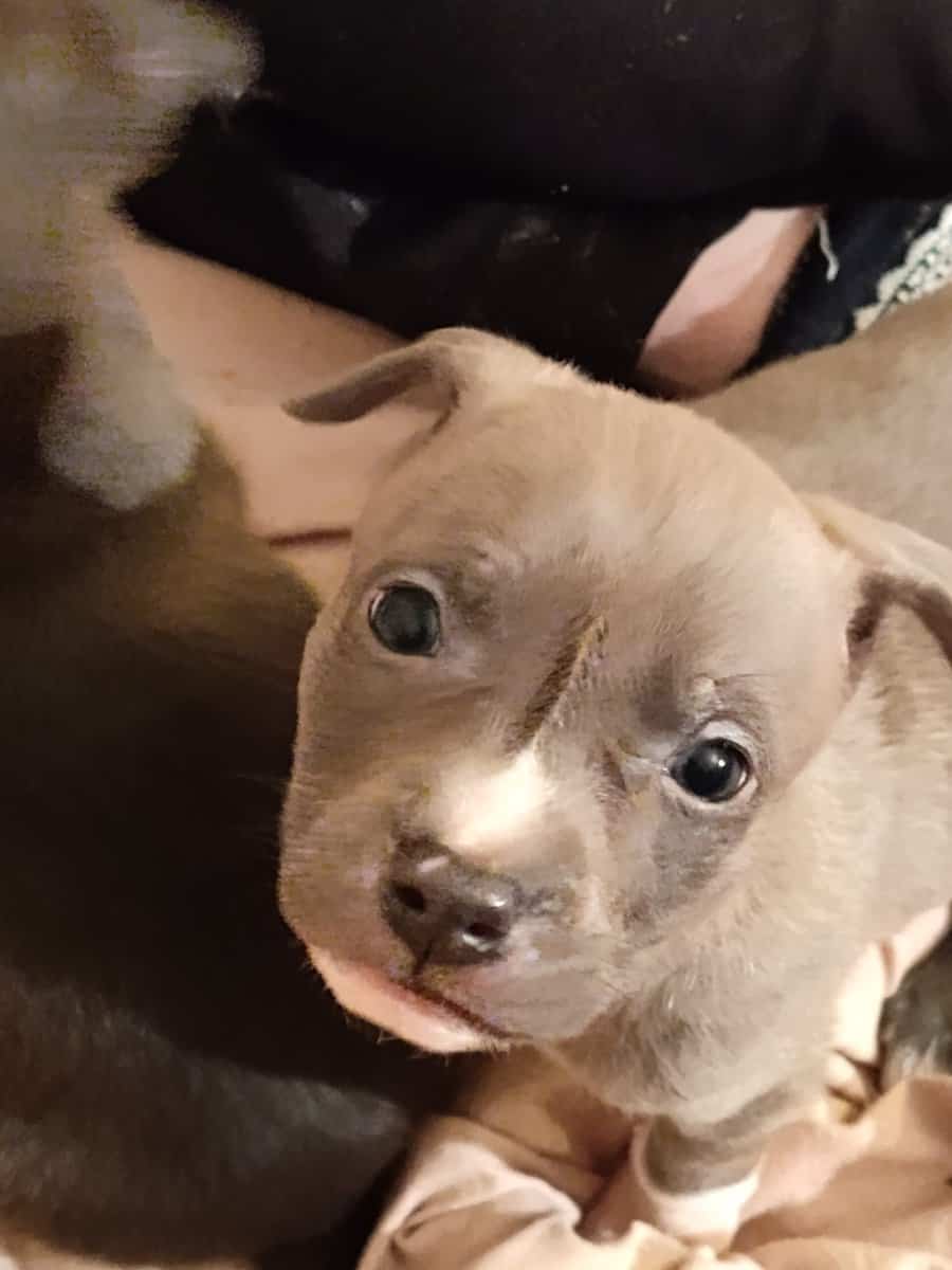 BEAUTIFUL pitmix puppies need LOVING homes image 1