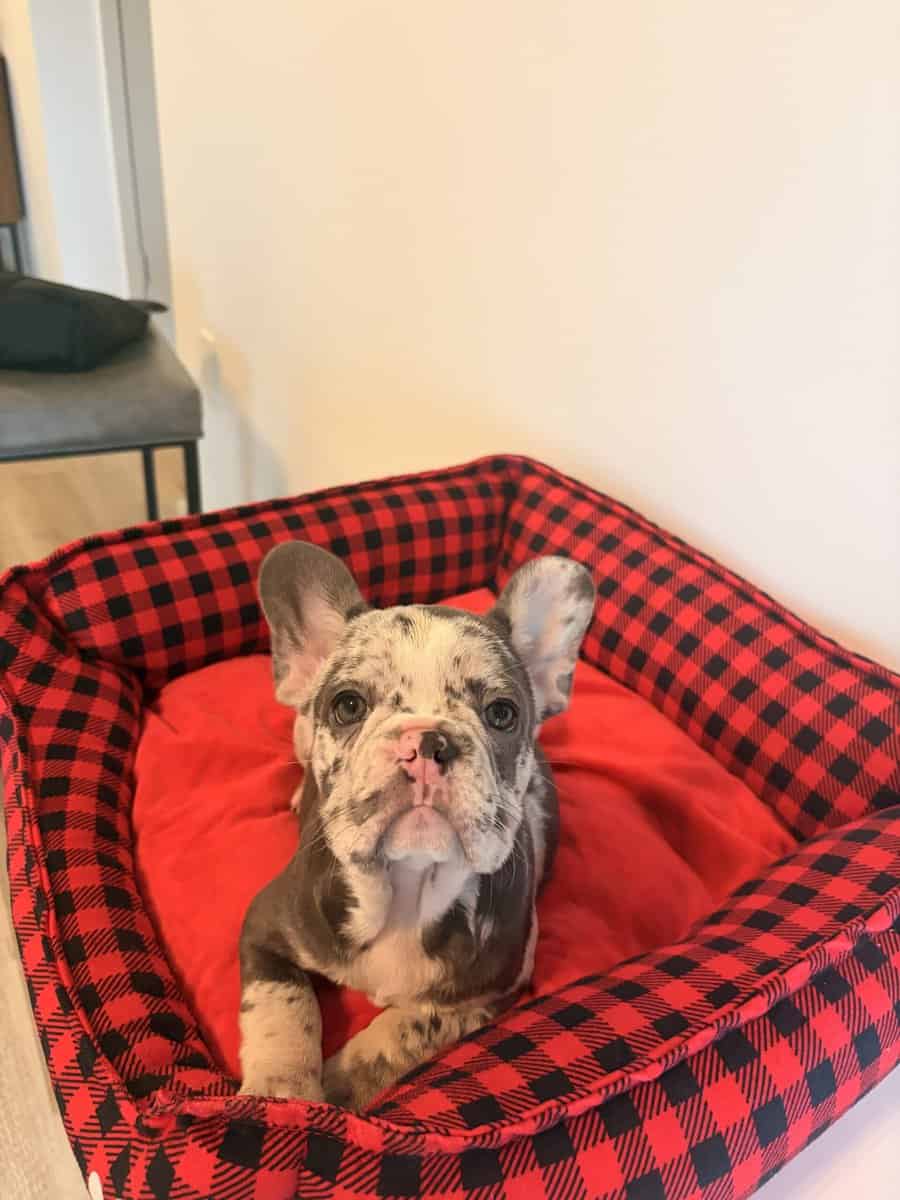 Frenchies looking for a Forever Home image 2