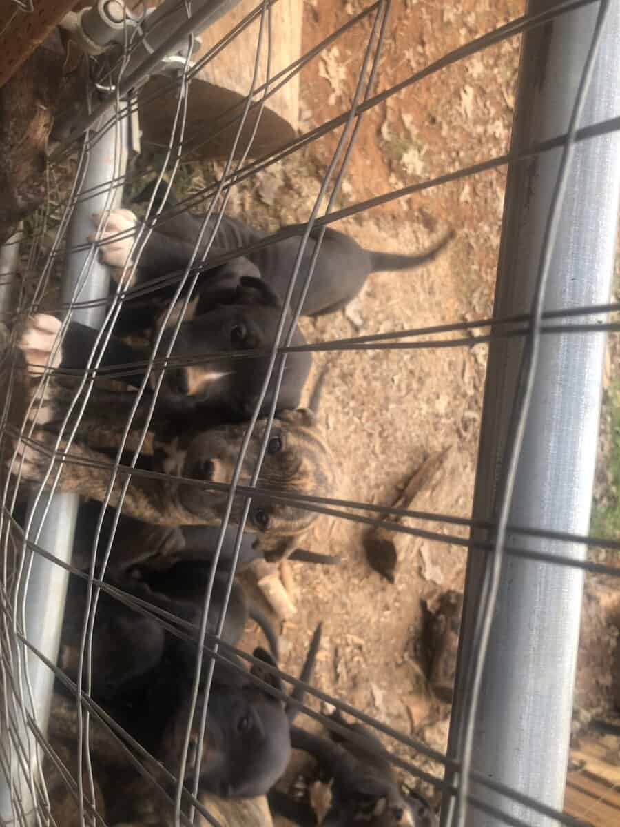 Cane corso puppies for sale image 3