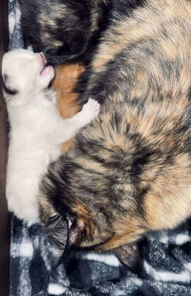 Furever Kitten Love image 8