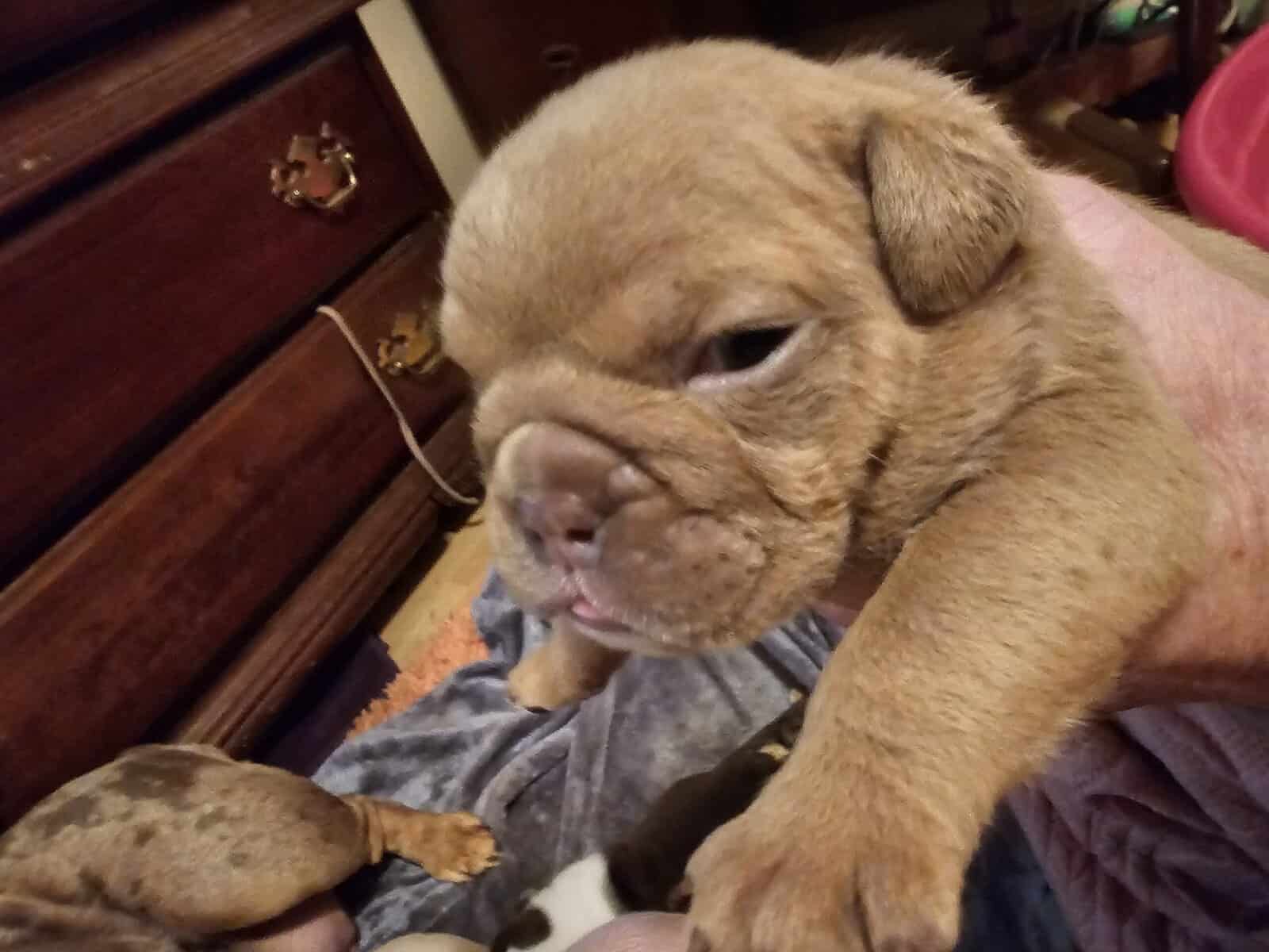 ENGLISH BULLDOG PUPPIES image 1