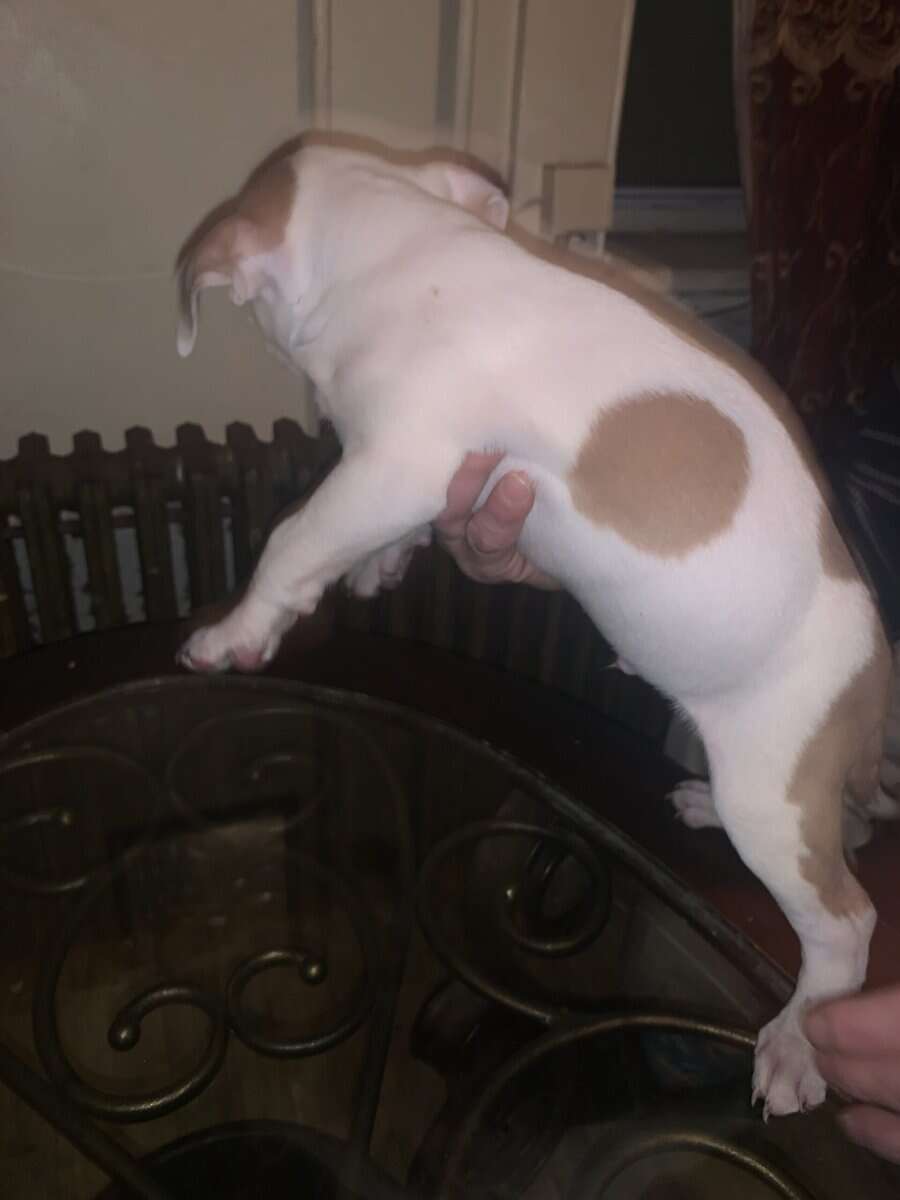 Red nose Puppies for sale image 9