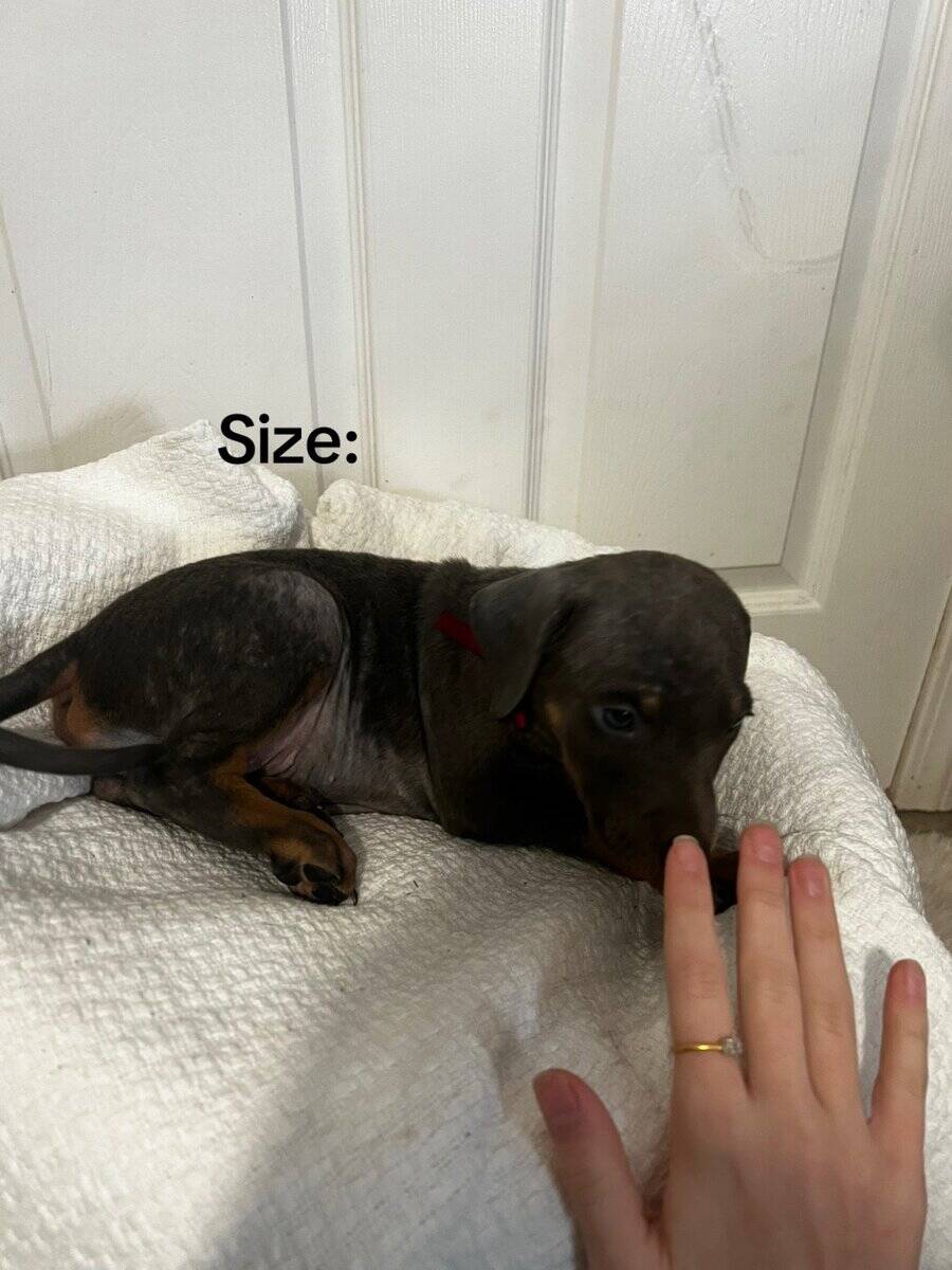 🔥 Rare Exotic Dober Bullies – Stunning Tri-Color image 11