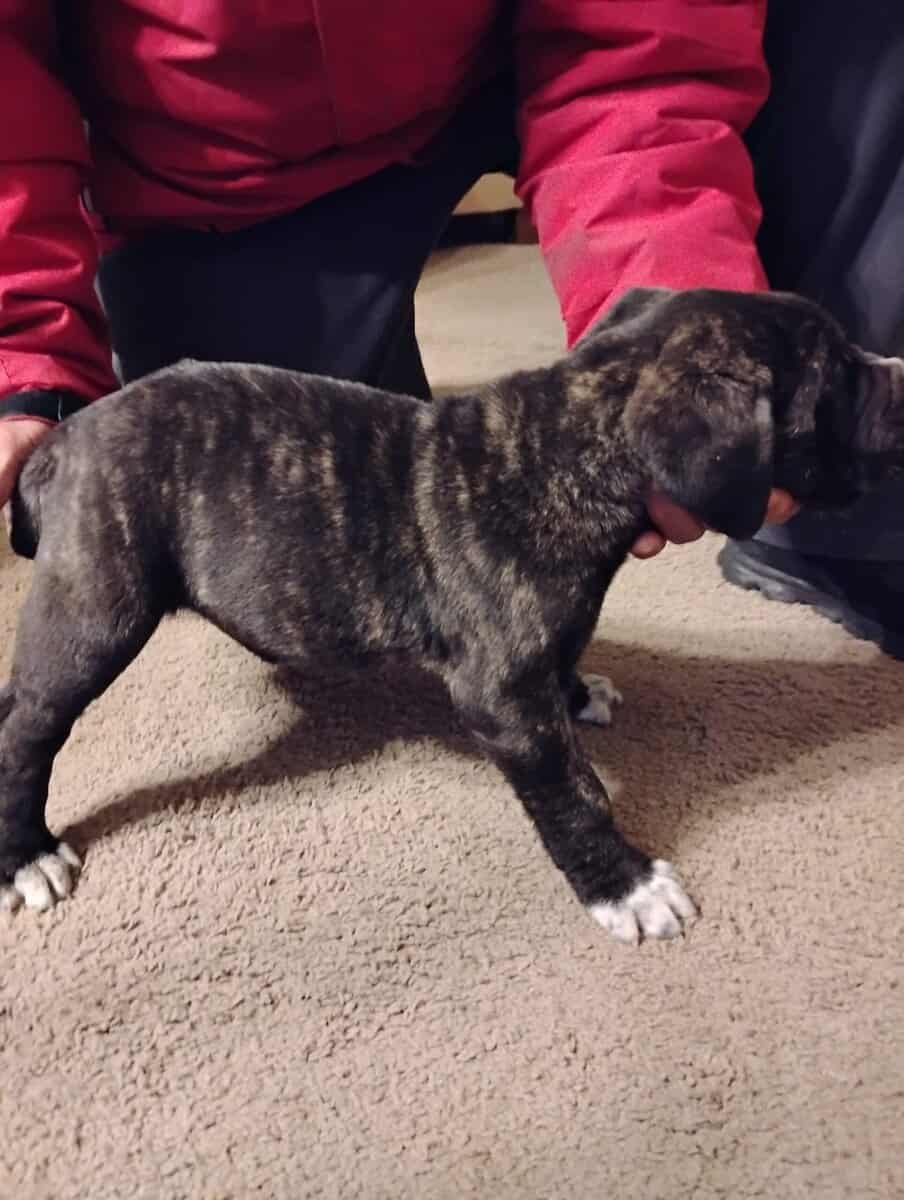 Cane Corso male pups 2 image 1