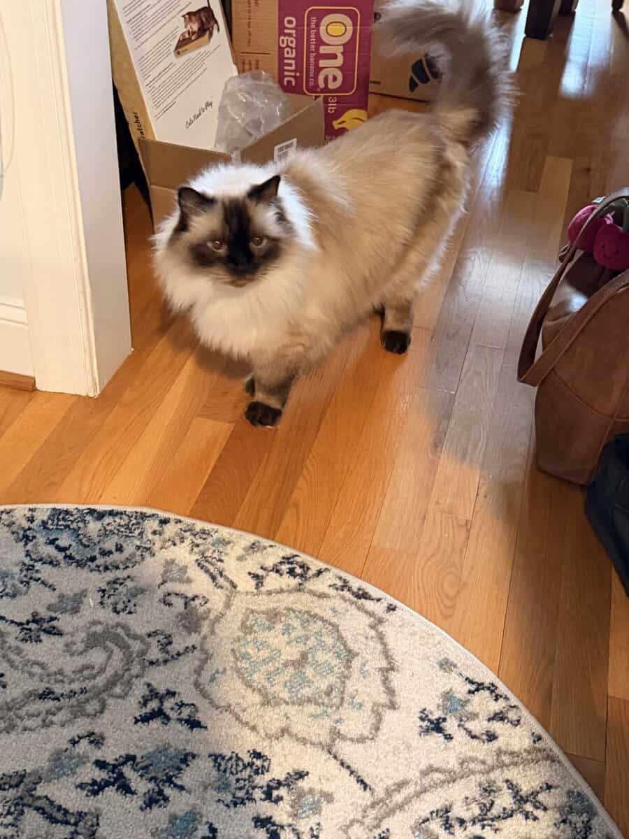 Purebred Ragdoll Cat, 10 year old image 1
