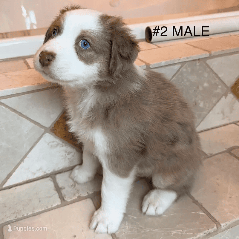 Beautiful Pure breed Aussie puppies image 5
