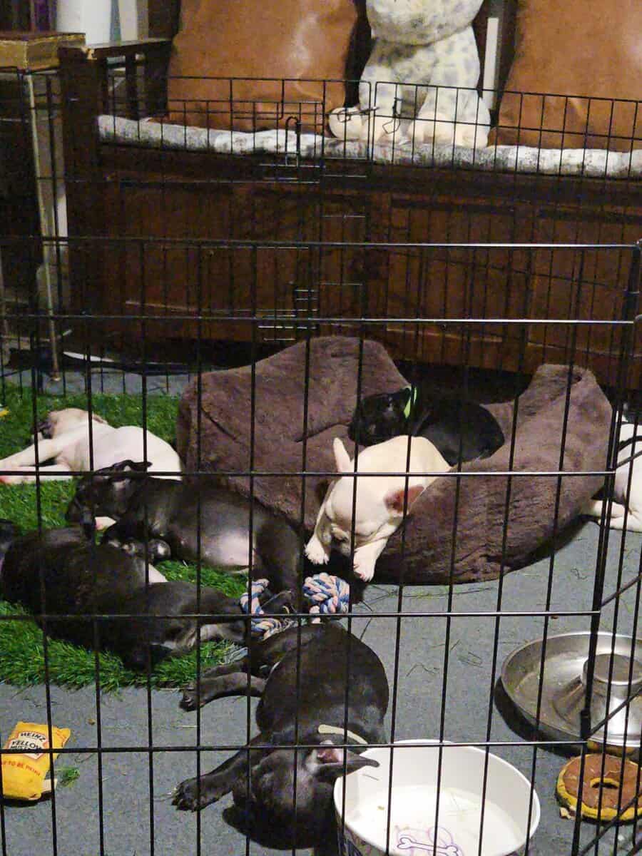 French Bulldog Puppies image 10