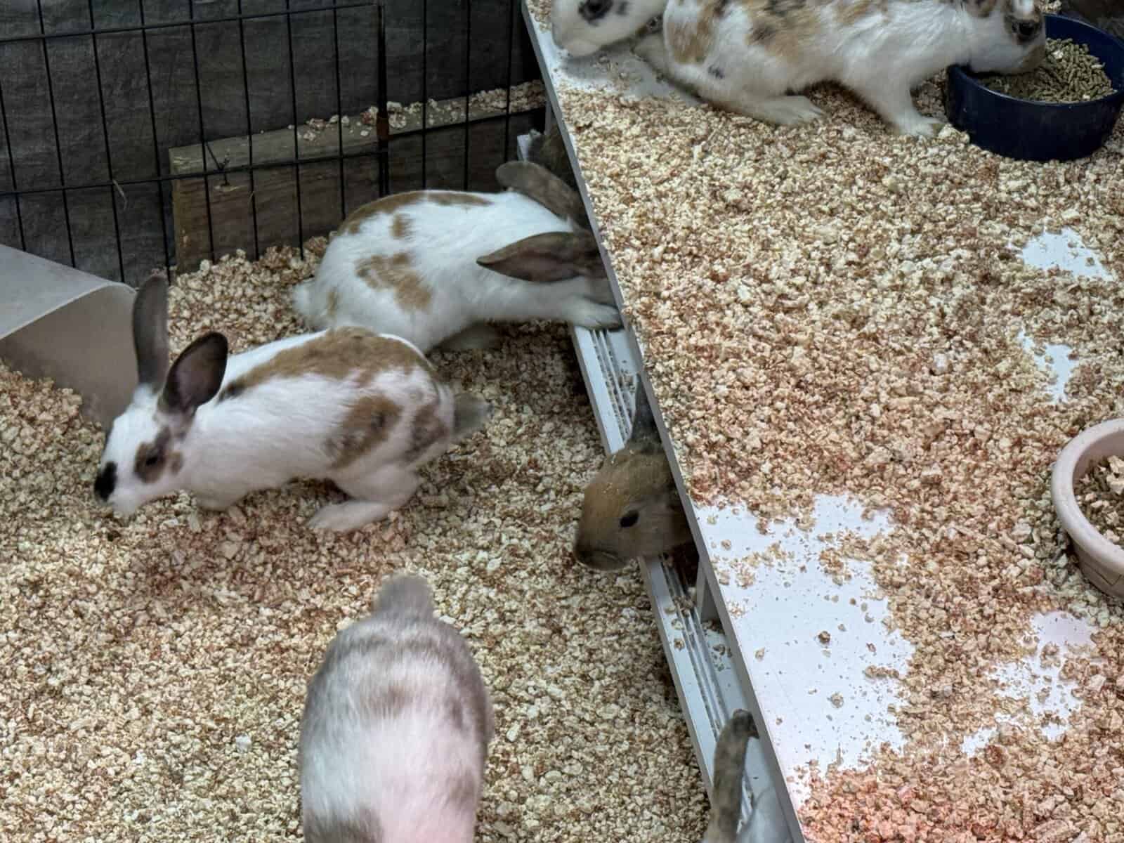 New Zealand Bunny Kits — Sweet, Chunky, & Ready No image 5