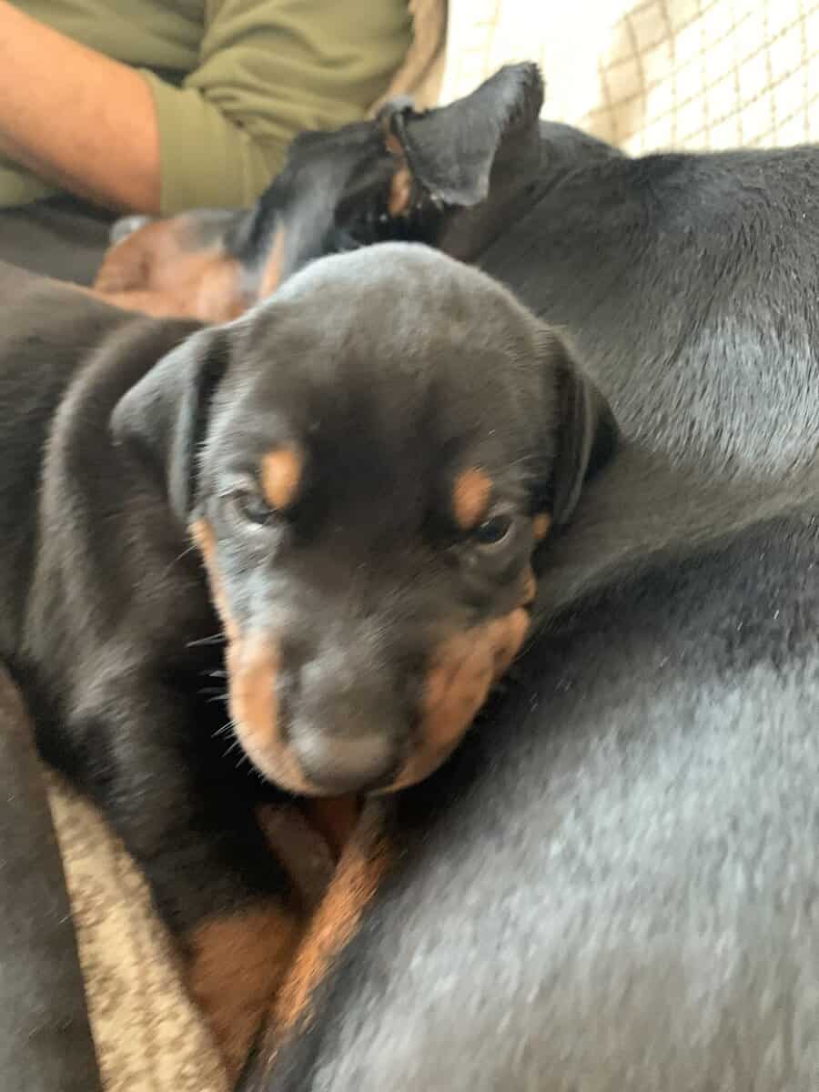 European Doberman Pinscher Puppies image 4