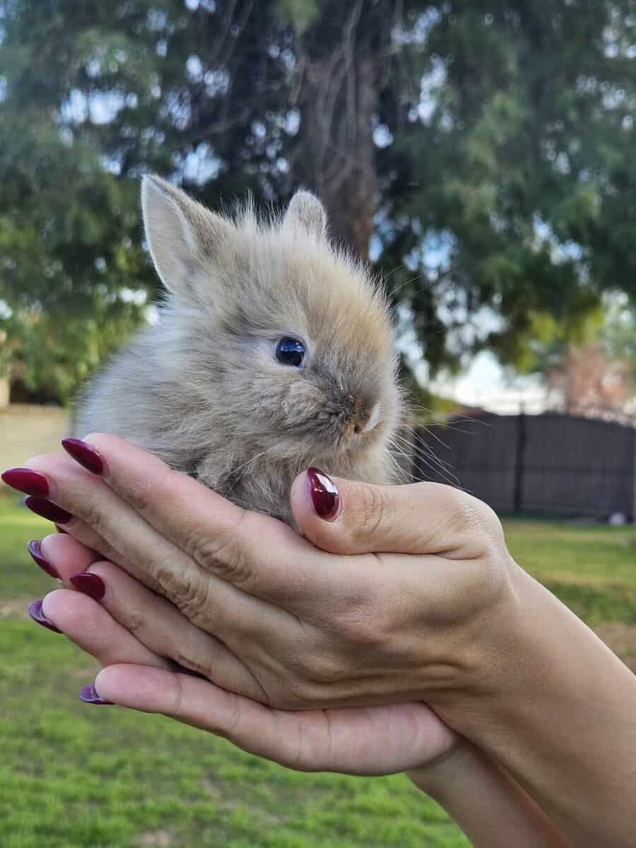 Bunnies bunny rabbit rabbits image 3