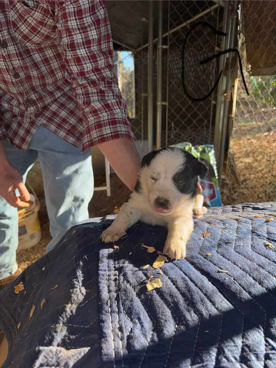 Border Collie/ Australian Shepard mix puppies image 3