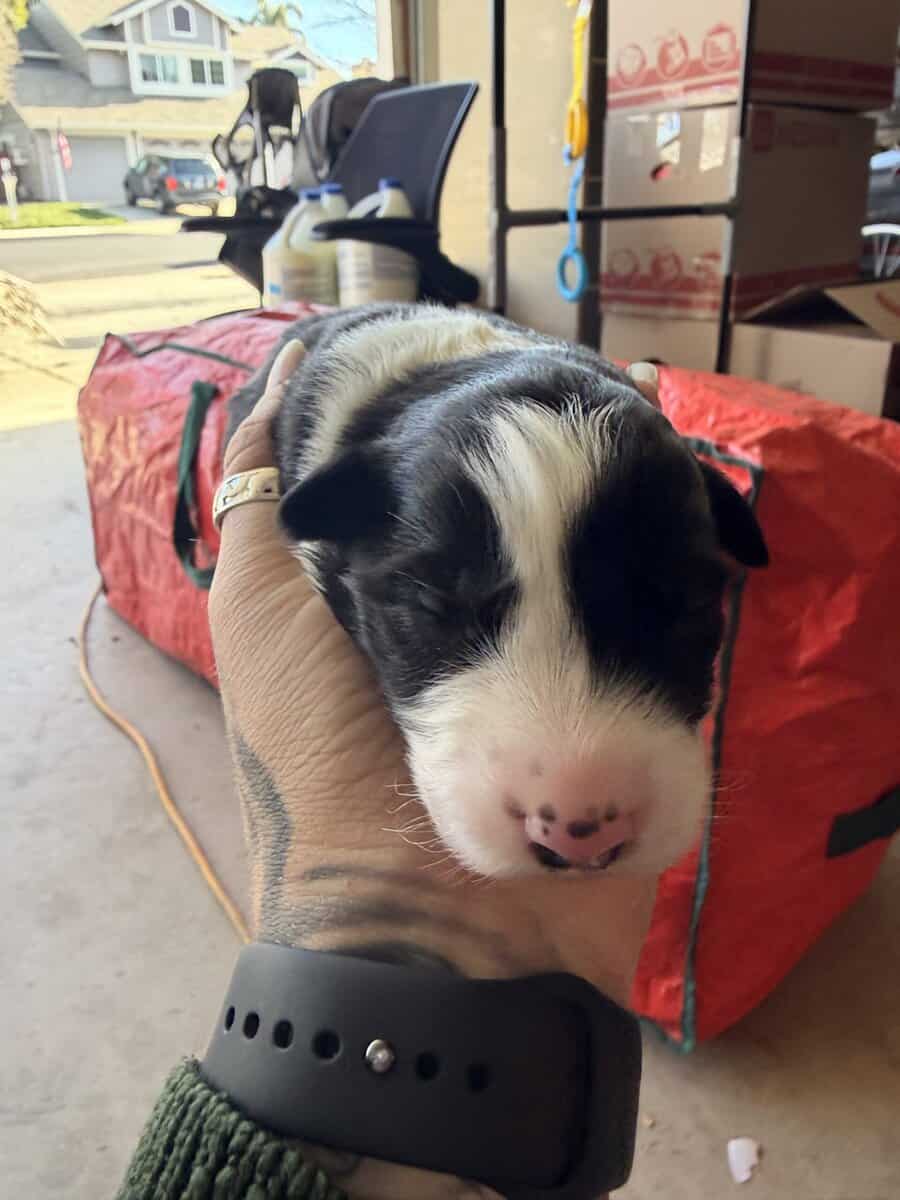 Australian shepherd puppies for sale image 2