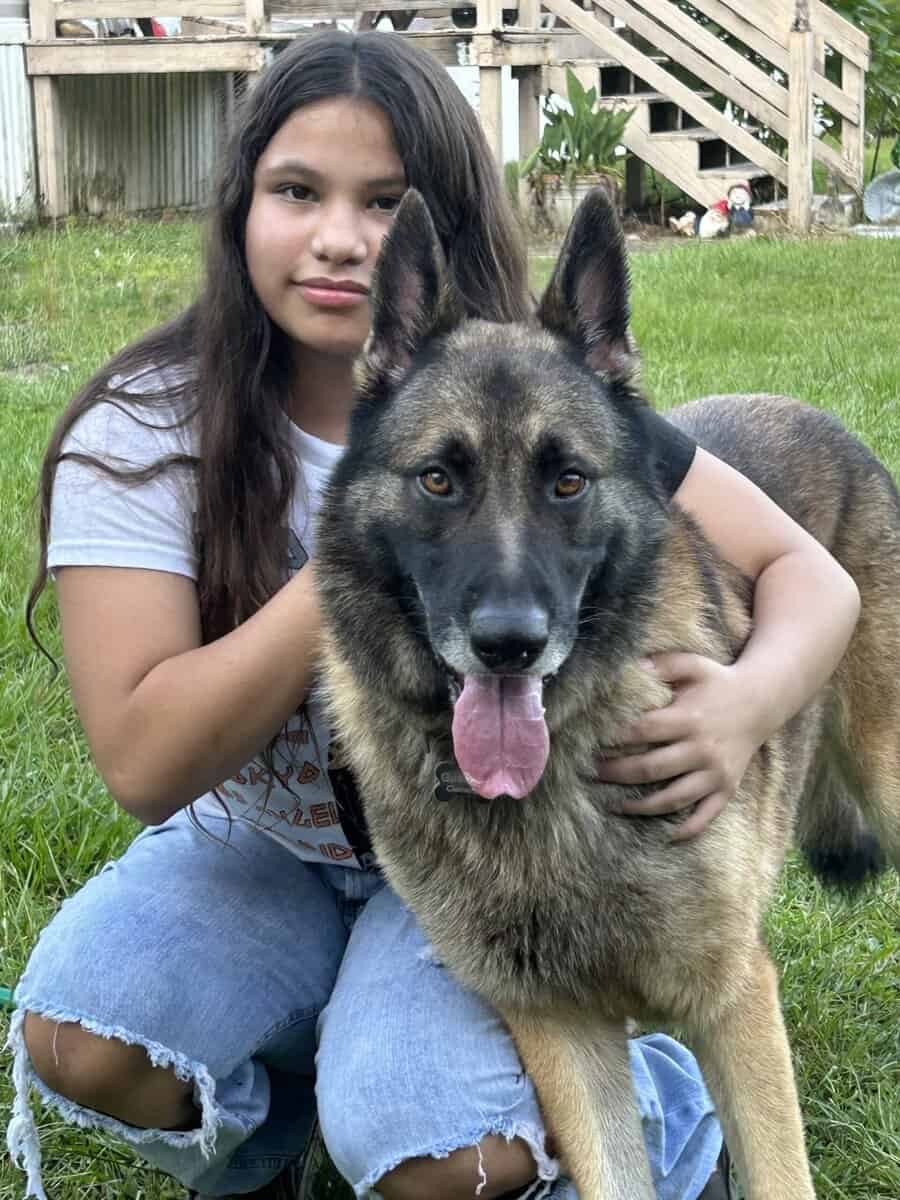 German Shepherd Puppies image 16