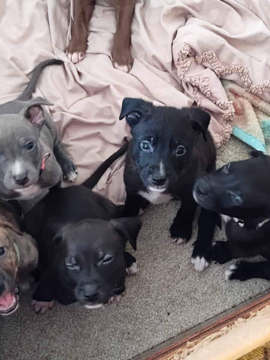 Pitmix puppies,beautiful, weaned and ready to go image 6
