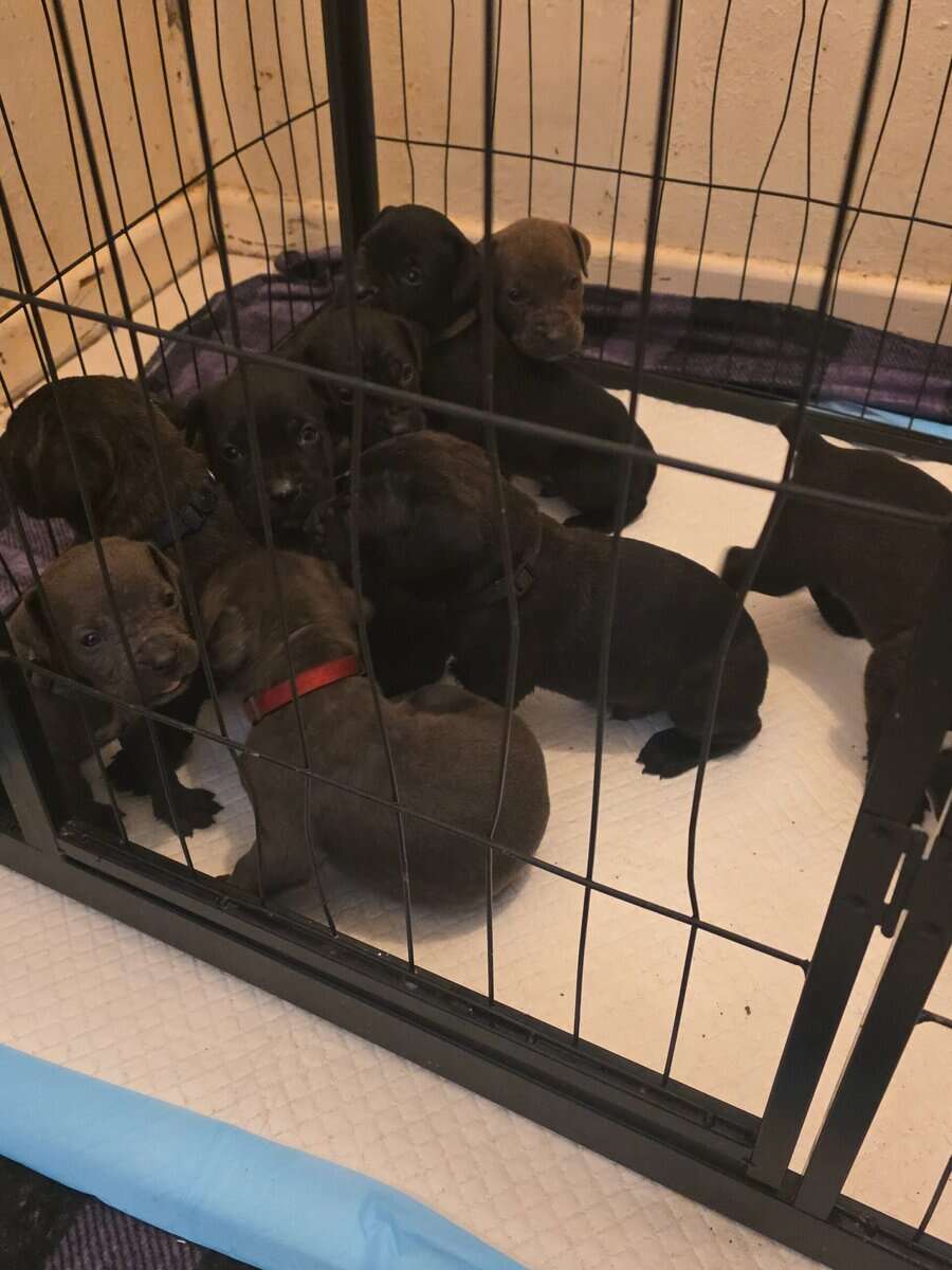 Cane corso puppies image 3
