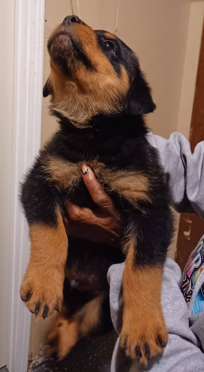 Rottie Pups For Sale image 12