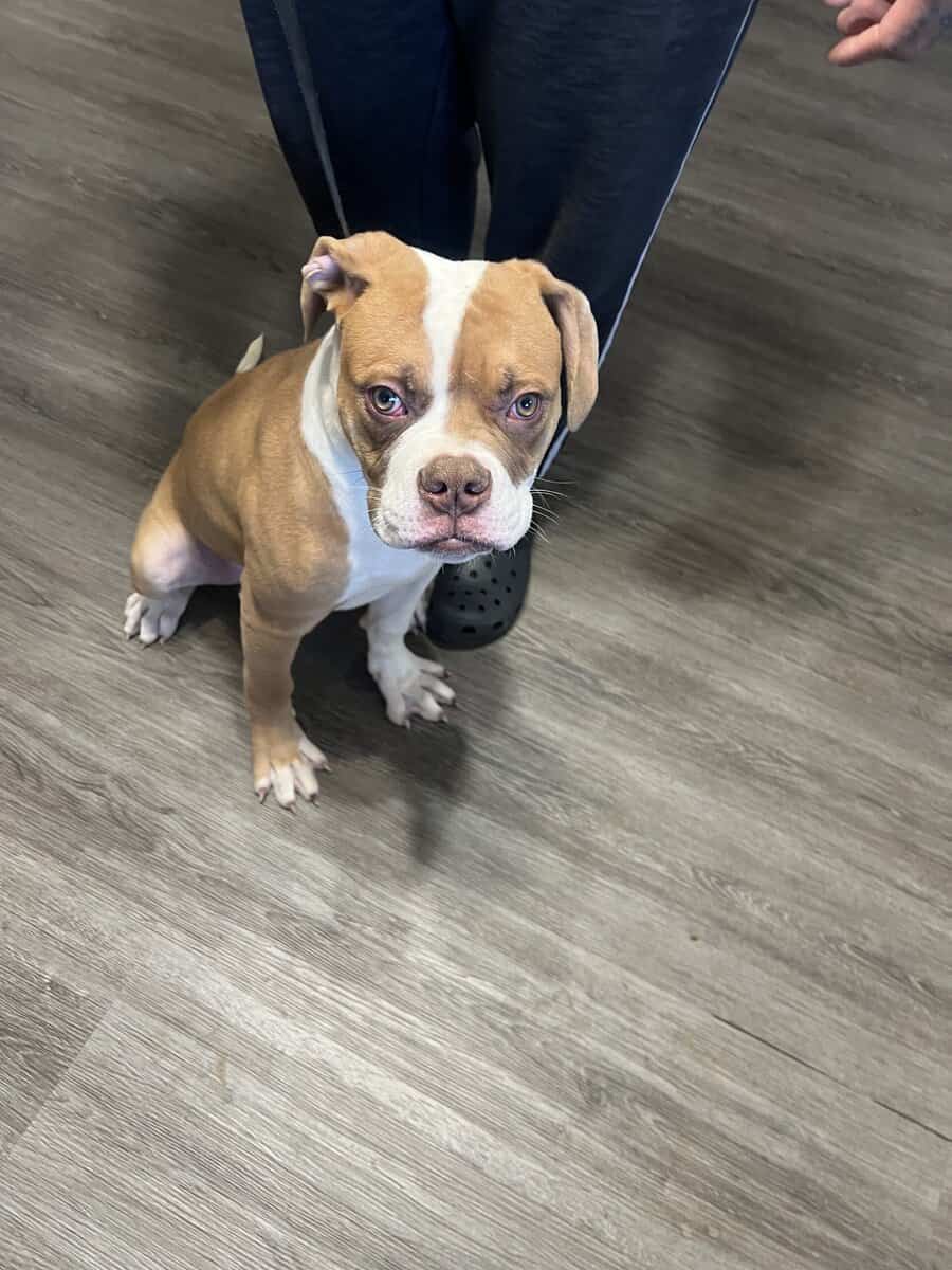 Beautiful pups image 2