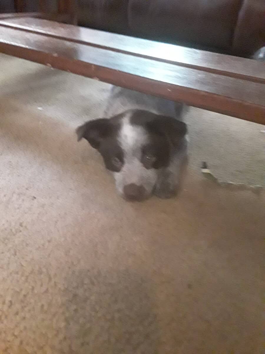Heeler puppies image 1