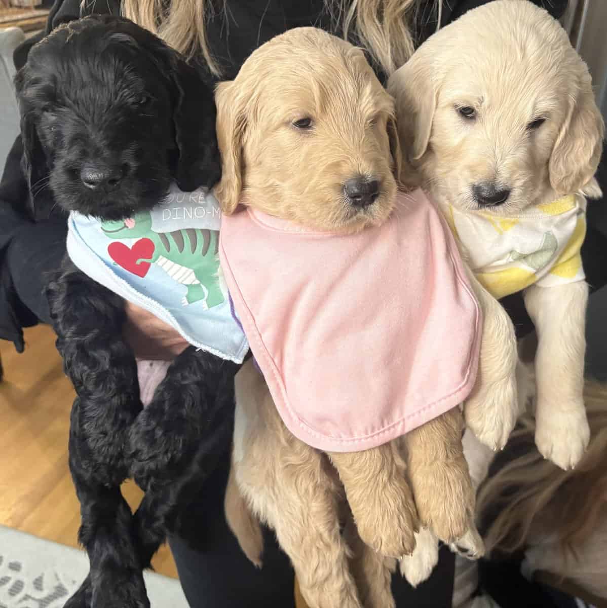 Goldendoodle Puppies image 3