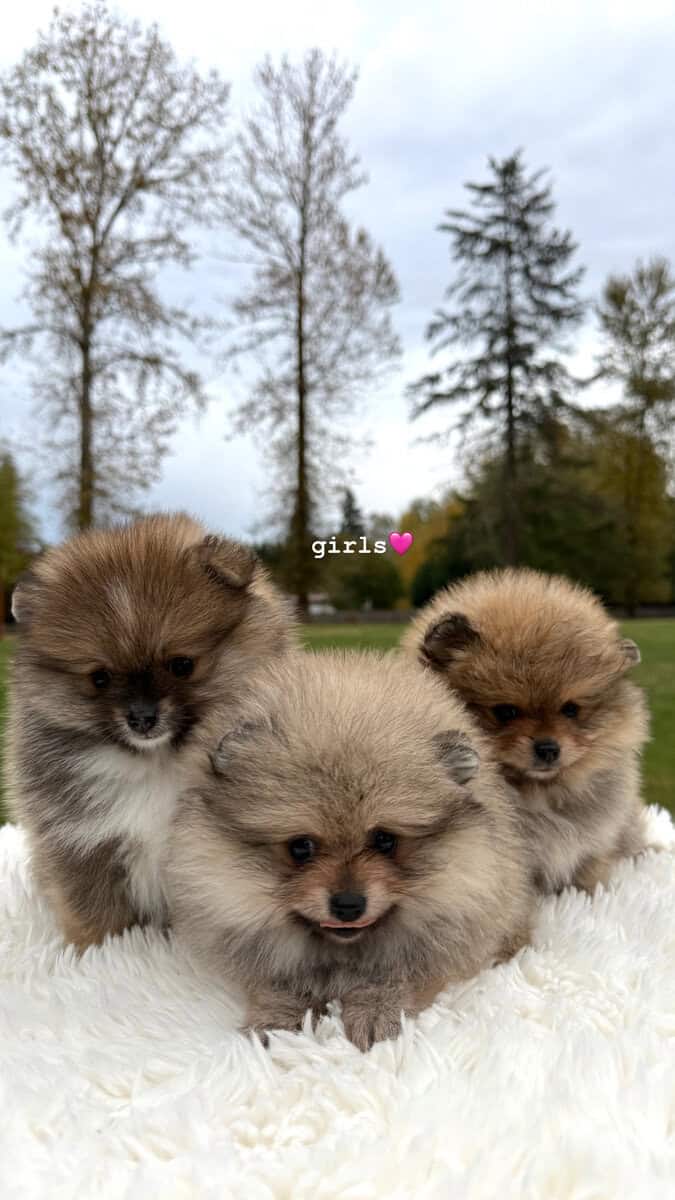 Pomeranians Looking for a New Home image 1