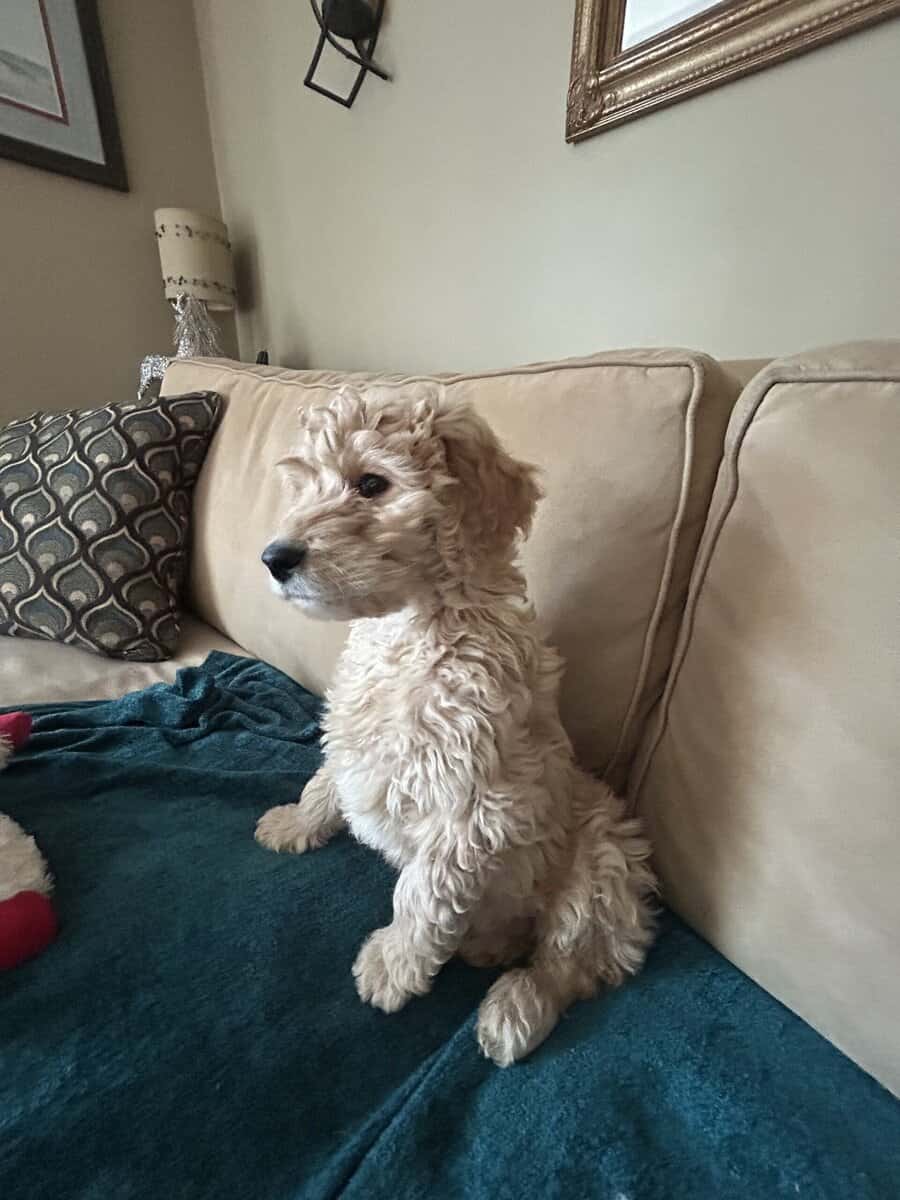 Standard Goldendoodle Puppies image 3