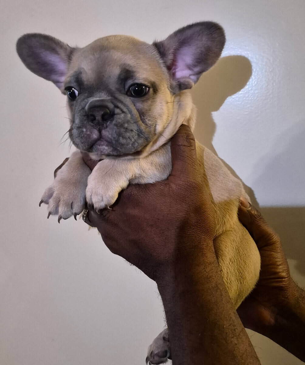 Frenchie pups image 1
