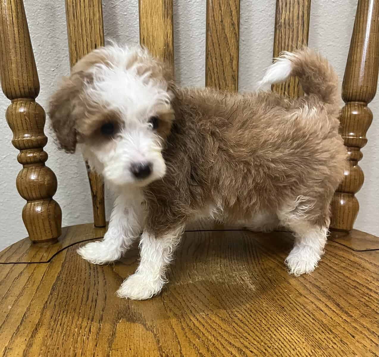 Puppies image 2