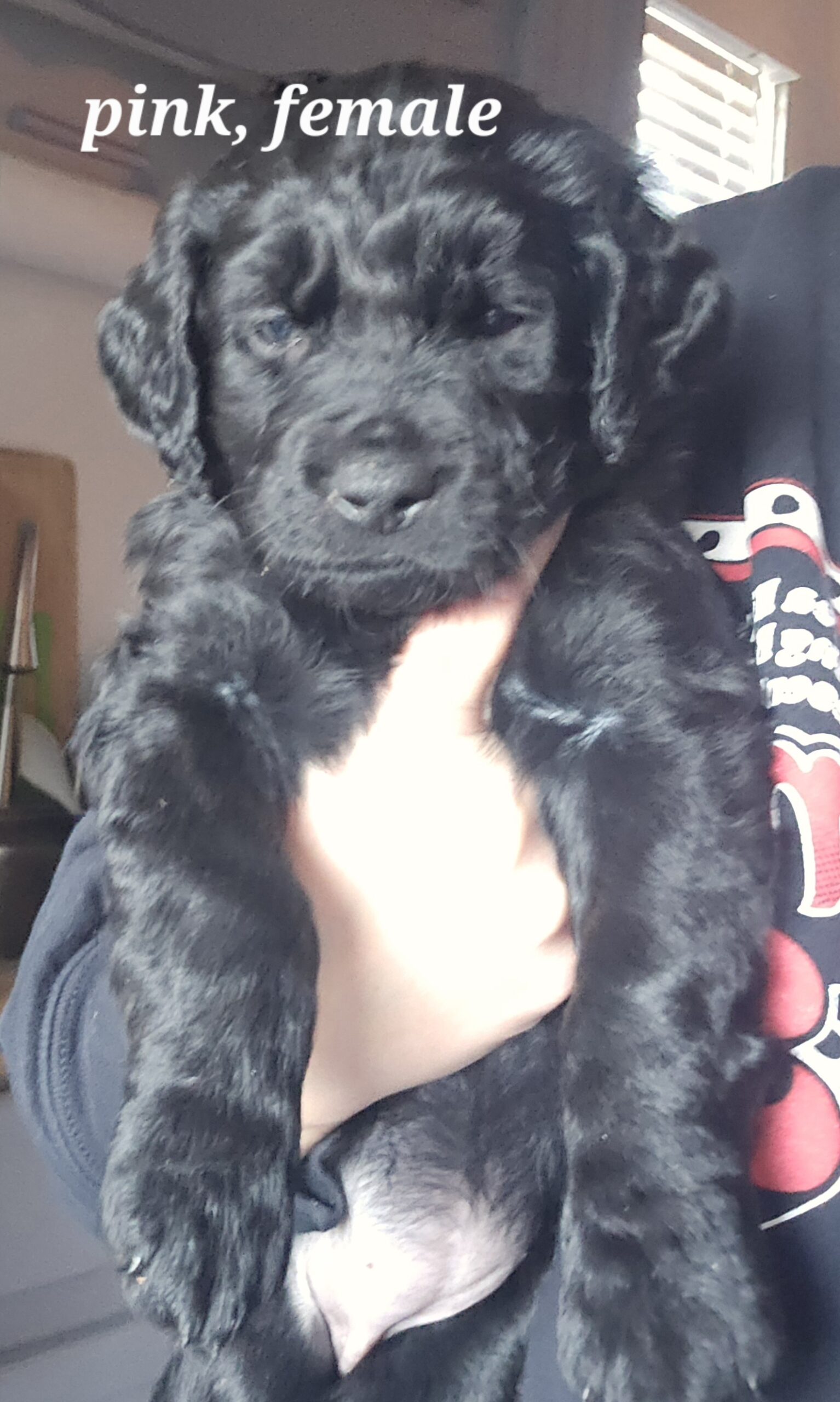 Mini Goldendoodles puppies image 3