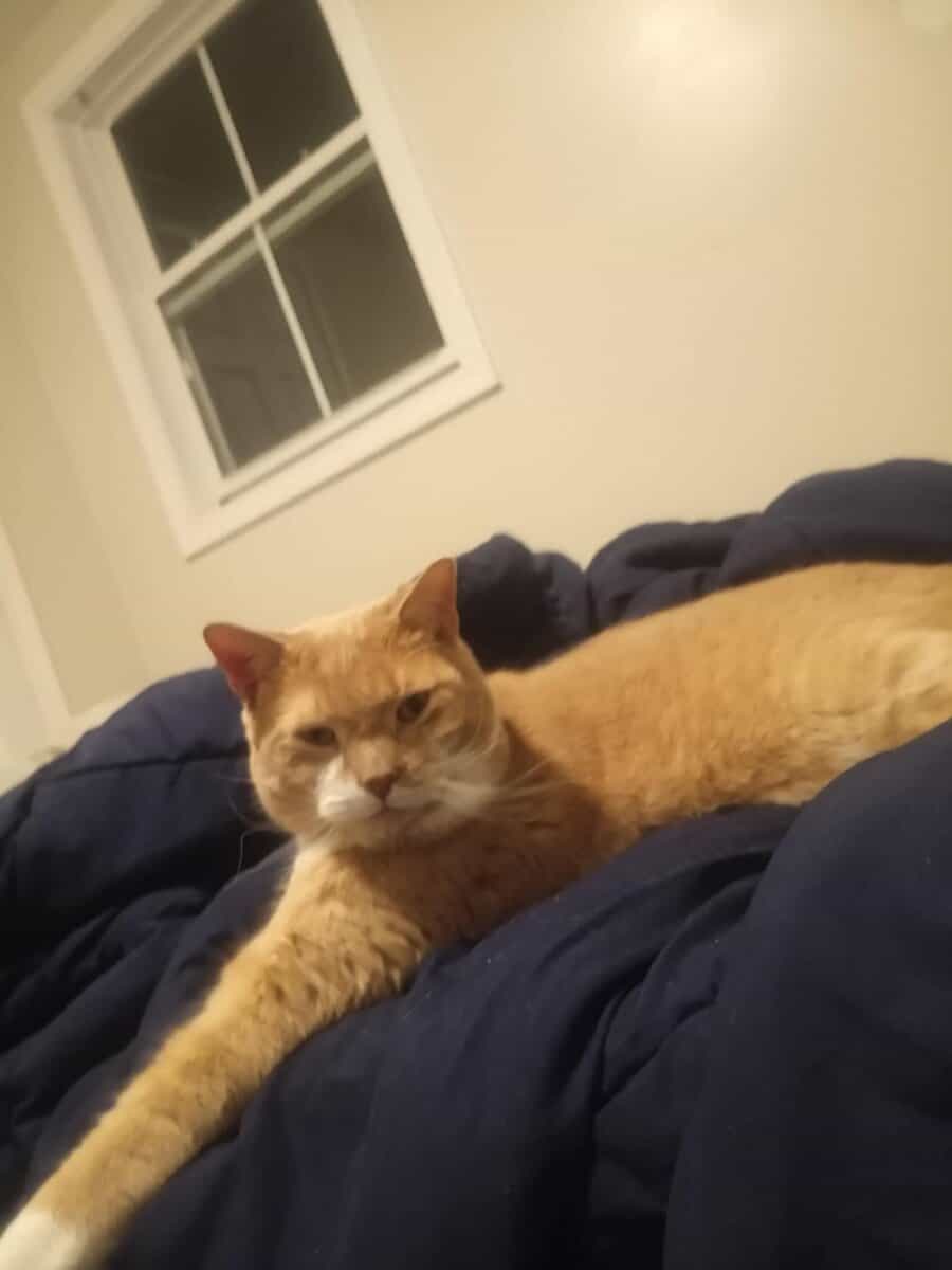 Domestic shorthaired cat for sale $150 image 1