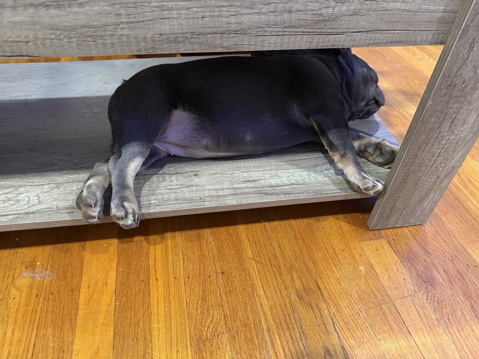 3 French Bull Dogs for sale image 1