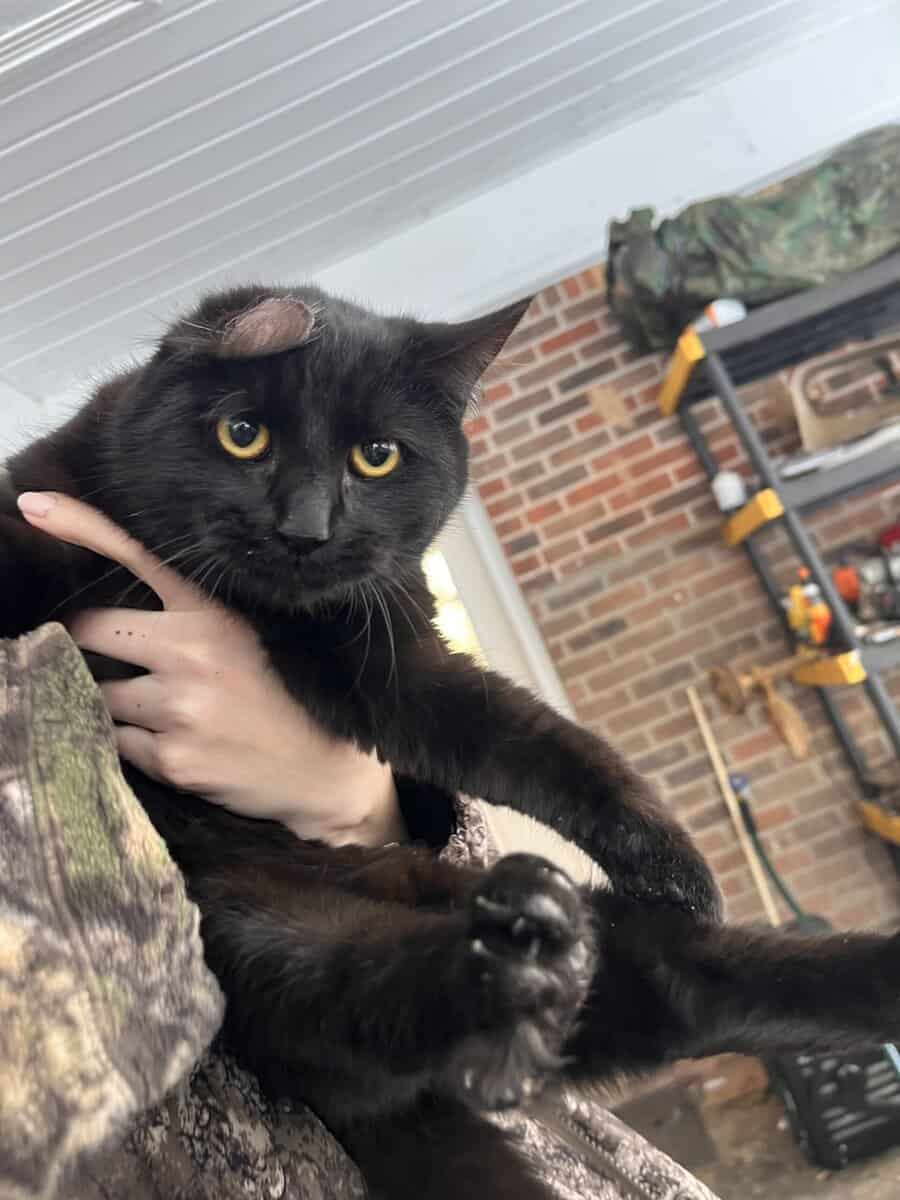 Four Sweet Outdoor Kittens Looking for a Safe Home image 3