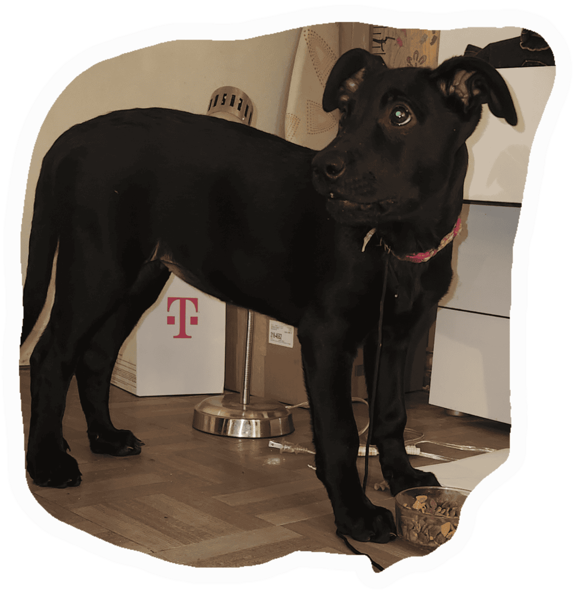 Female Belgian Malinois Mix Puppy image 1