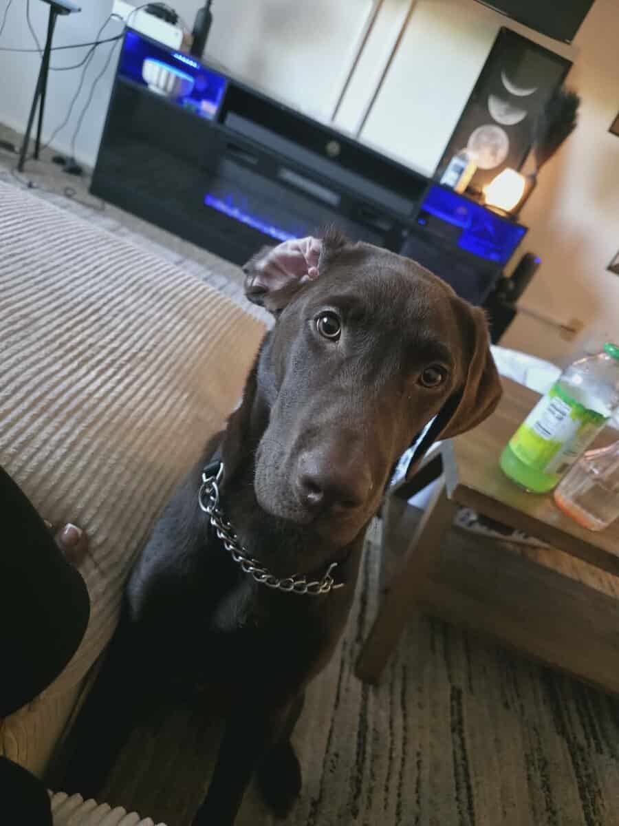Loving Chocolate Lab Looking for Forever Home image 2
