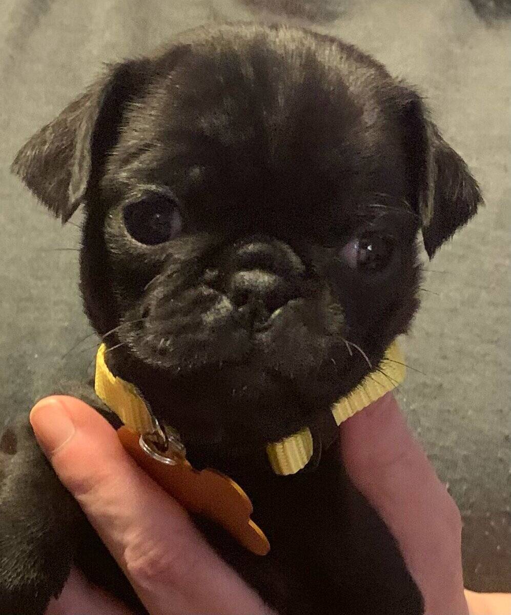 Pug puppies for sale image 20